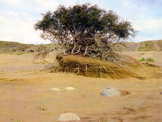desertificacionweb