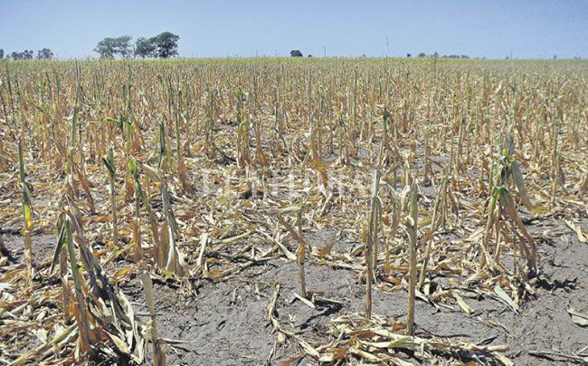 Updated figure for a disaster foretold: agricultural losses in Córdoba amount to USD 7.7 billion