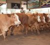 ganadería-mercado-ganadero-hacienda-remate-srjm-consgnaciones-córdoba-650x404